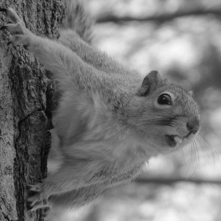 squirrel